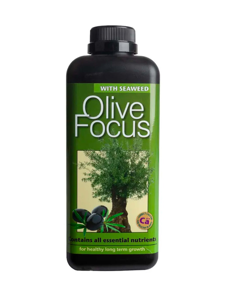 Olive Focus - Growth Technology